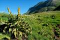 Prati e flora dei Sibillini