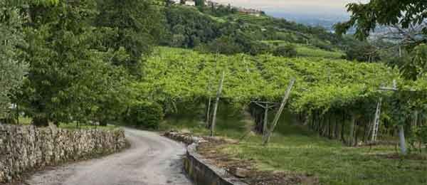 Mini tour in moto: Valpolicella, mototour tra spettacolari colline e vigneti