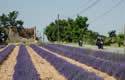 Francia in moto alla scoperta della strada della lavanda